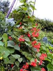 Scarlet Runner Bean, Beautiful Red flowers ,Edible Pods . - Caribbean garden seed