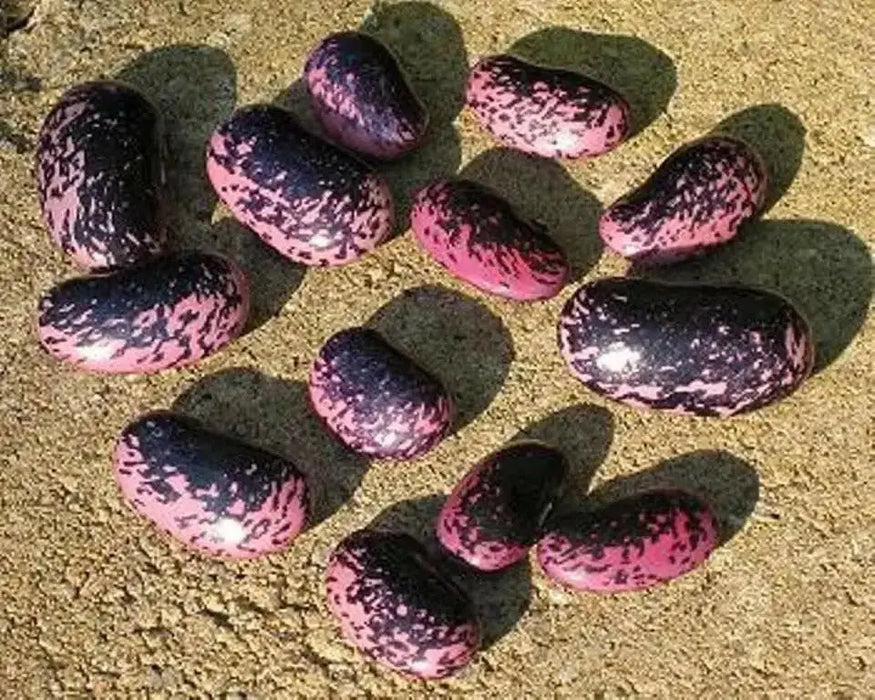 Scarlet Runner Bean, Beautiful Red flowers ,Edible Pods . - Caribbean garden seed