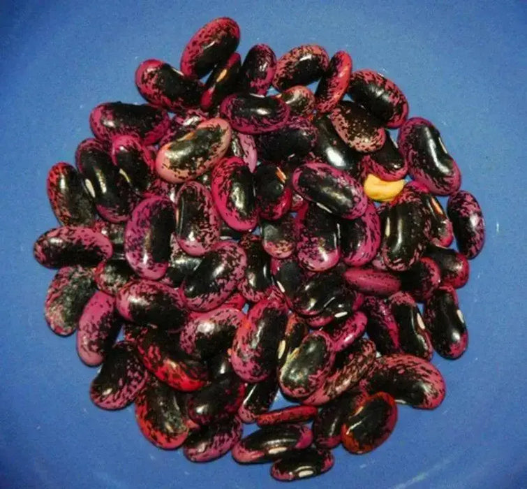 Scarlet Runner Bean, Beautiful Red flowers ,Edible Pods . - Caribbean garden seed