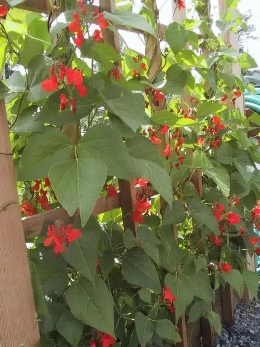 Scarlet Runner Bean, Beautiful Red flowers ,Edible Pods . - Caribbean garden seed
