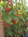 Scarlet Runner Bean, Beautiful Red flowers ,Edible Pods . - Caribbean garden seed