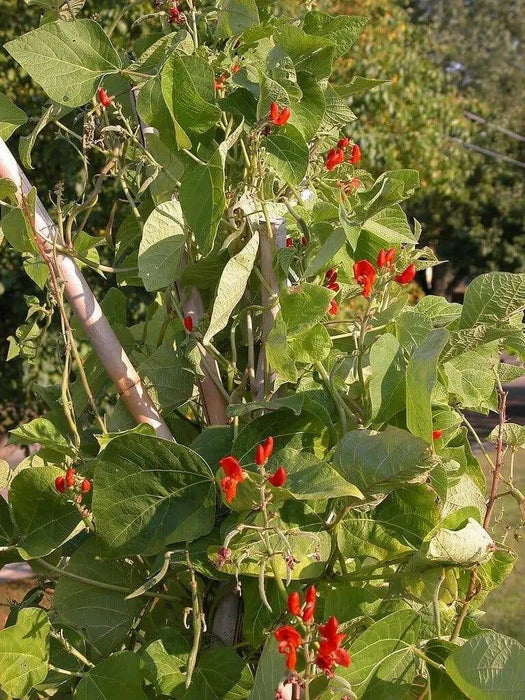 Scarlet Runner Bean, Beautiful Red flowers ,Edible Pods . - Caribbean garden seed