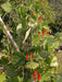 Scarlet Runner Bean, Beautiful Red flowers ,Edible Pods . - Caribbean garden seed