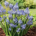 Scilla litardierei 'amethystina',Bulbs. Pepennial - Caribbean garden seed