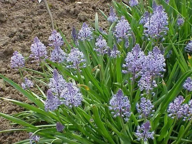 Scilla litardierei 'amethystina',Bulbs. Pepennial - Caribbean garden seed