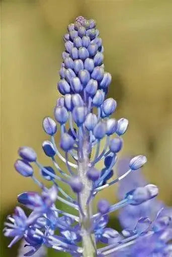 Scilla litardierei 'amethystina',Bulbs. Pepennial - Caribbean garden seed