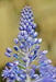 Scilla litardierei 'amethystina',Bulbs. Pepennial - Caribbean garden seed
