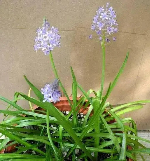 Scilla litardierei 'amethystina',Bulbs. Pepennial - Caribbean garden seed