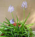 Scilla litardierei 'amethystina',Bulbs. Pepennial - Caribbean garden seed