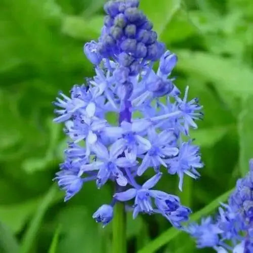 Scilla litardierei 'amethystina',Bulbs. Pepennial - Caribbean garden seed