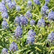 Scilla litardierei 'amethystina',Bulbs. Pepennial - Caribbean garden seed