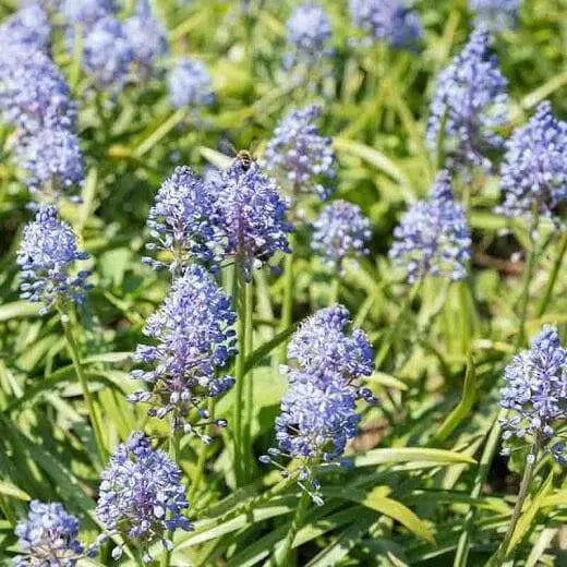 Scilla litardierei 'amethystina',Bulbs. Pepennial - Caribbean garden seed