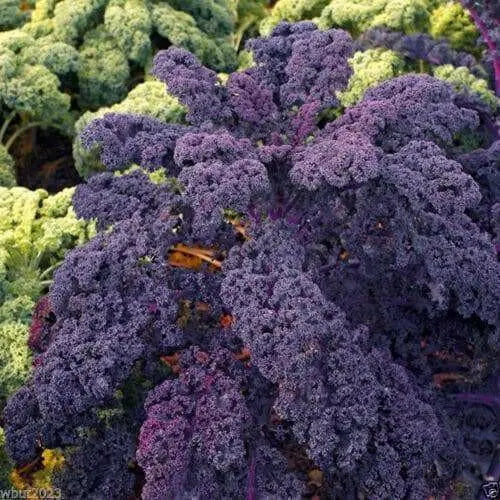 Scarlet Kale Vegetables Seed - microgreens,baby leaf, Ornamental foliage - Caribbean garden seed