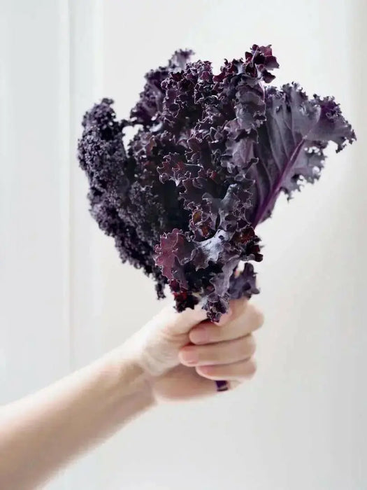 Scarlet Kale Vegetables Seed - microgreens,baby leaf, Ornamental foliage - Caribbean garden seed