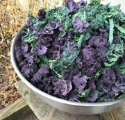 Scarlet Kale Vegetables Seed - microgreens,baby leaf, Ornamental foliage - Caribbean garden seed