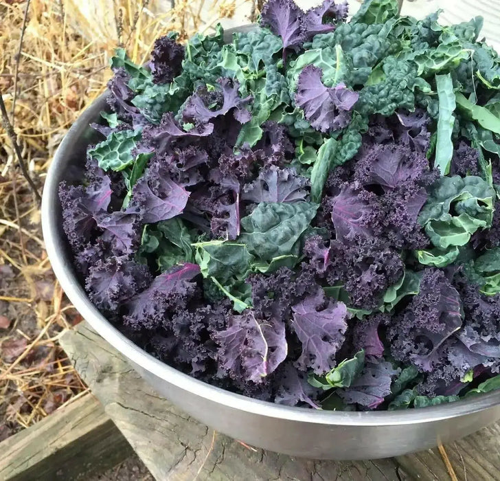 Scarlet Kale Vegetables Seed - microgreens,baby leaf, Ornamental foliage - Caribbean garden seed