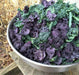 Scarlet Kale Vegetables Seed - microgreens,baby leaf, Ornamental foliage - Caribbean garden seed