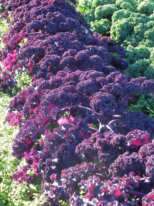 Scarlet Kale Vegetables Seed - microgreens,baby leaf, Ornamental foliage - Caribbean garden seed