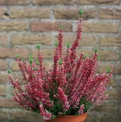 Scotch heather Flowers Seed,(Calluna Vulgaris)  ground cover , Perennial shrub - Caribbean garden seed