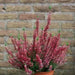 Scotch heather Flowers Seed,(Calluna Vulgaris)  ground cover , Perennial shrub - Caribbean garden seed