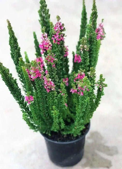 Scotch heather Flowers Seed,(Calluna Vulgaris)  ground cover , Perennial shrub - Caribbean garden seed