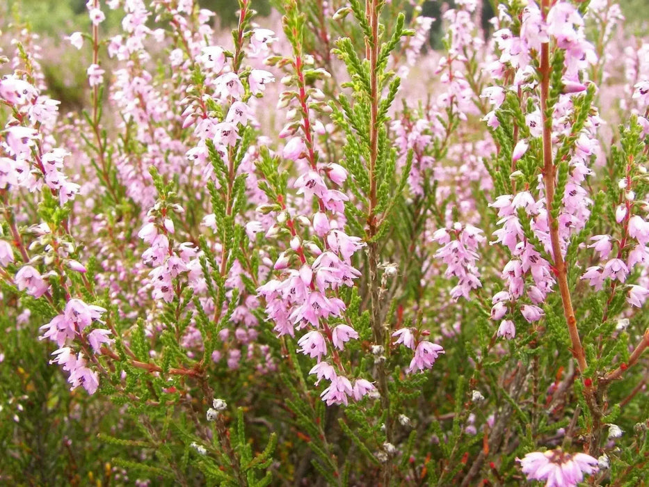 Scotch heather Flowers Seed,(Calluna Vulgaris)  ground cover , Perennial shrub - Caribbean garden seed