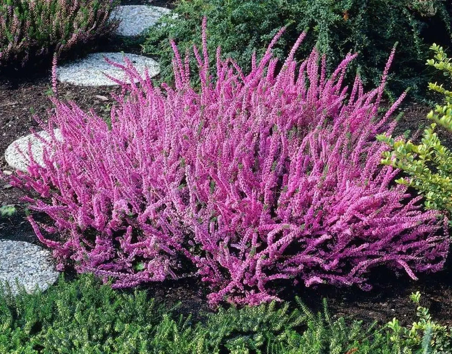 Scotch heather Flowers Seed,(Calluna Vulgaris)  ground cover , Perennial shrub - Caribbean garden seed