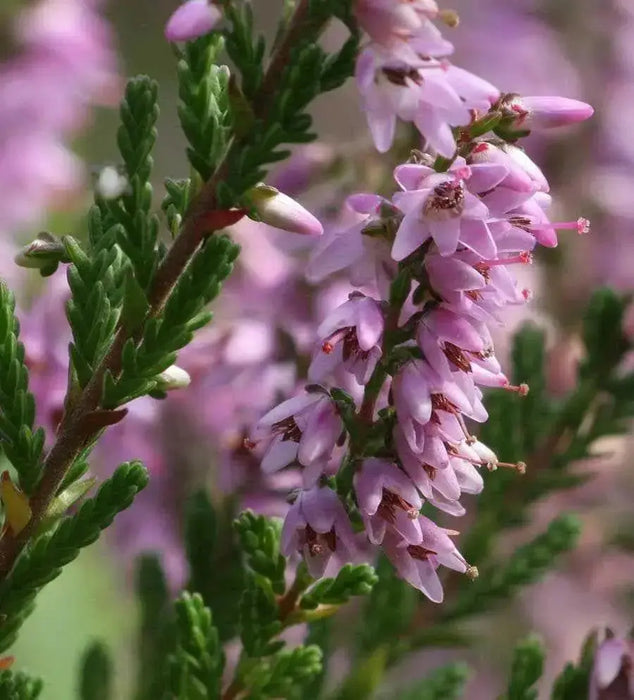 Scotch heather Flowers Seed,(Calluna Vulgaris)  ground cover , Perennial shrub - Caribbean garden seed