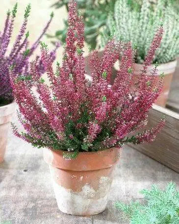 Scotch heather Flowers Seed,(Calluna Vulgaris)  ground cover , Perennial shrub - Caribbean garden seed
