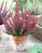 Scotch heather Flowers Seed,(Calluna Vulgaris)  ground cover , Perennial shrub - Caribbean garden seed
