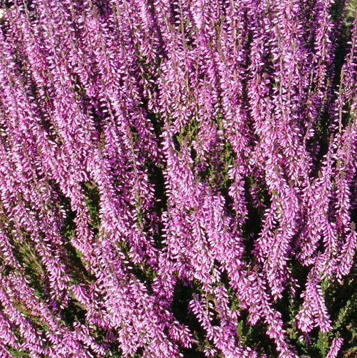 Scotch heather Flowers Seed,(Calluna Vulgaris)  ground cover , Perennial shrub - Caribbean garden seed