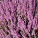 Scotch heather Flowers Seed,(Calluna Vulgaris)  ground cover , Perennial shrub - Caribbean garden seed