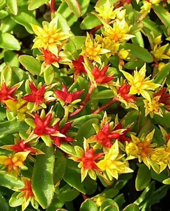 Sedum middendorfianum var. Striatum (Seeds)  Stonecrop - Caribbean garden seed