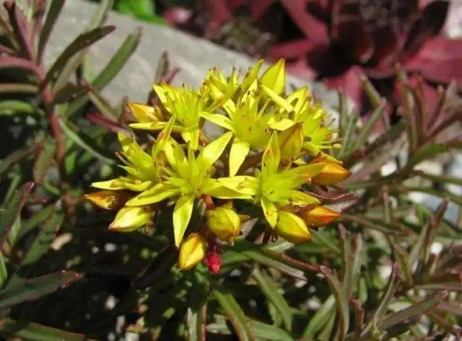 Sedum middendorfianum var. Striatum (Seeds)  Stonecrop - Caribbean garden seed