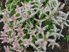 Sedum Seastar Seeds, SUCCULENT ,STONECROP, Perennial Groundcover - Caribbean garden seed