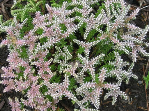 Sedum Seastar Seeds, SUCCULENT ,STONECROP, Perennial Groundcover - Caribbean garden seed