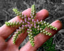 Sedum Seastar Seeds, SUCCULENT ,STONECROP, Perennial Groundcover - Caribbean garden seed