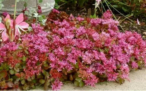 Sedum red carpet  (Live plant) Caucasian Stonecrop ,Succulents - Caribbean garden seed