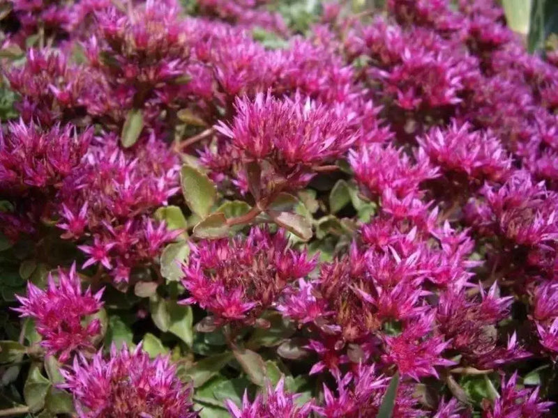 SEDUM Seeds, obtusifolium var. listoniae , Perennial Flowers/Rock Garden, Stonecrop - Caribbean garden seed