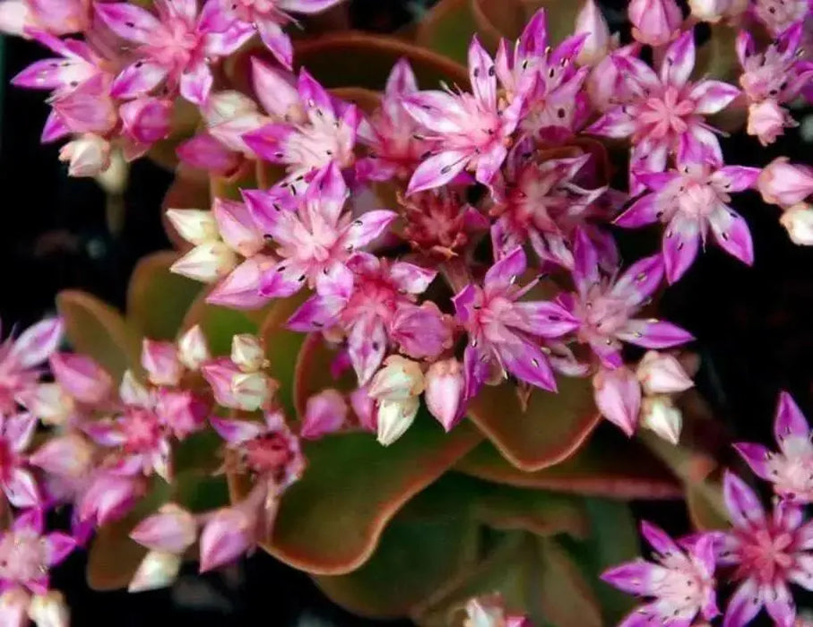 SEDUM Seeds, obtusifolium var. listoniae , Perennial Flowers/Rock Garden, Stonecrop - Caribbean garden seed