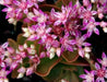 SEDUM Seeds, obtusifolium var. listoniae , Perennial Flowers/Rock Garden, Stonecrop - Caribbean garden seed