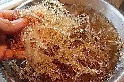 SEA MOSS , Jamaican Raw Iris Moss, 100% natural - Caribbean garden seed