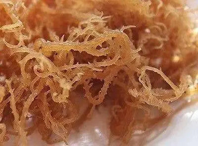 SEA MOSS , Jamaican Raw Iris Moss, 100% natural - Caribbean garden seed