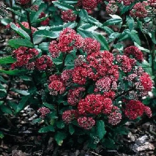 Sedum Seeds,EMPEROR'S WAVES,Sedum telephium, stone-crop, Groundcover - Caribbean garden seed