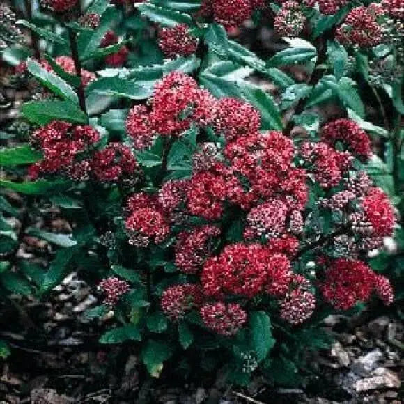 Sedum Seeds,EMPEROR'S WAVES,Sedum telephium, stone-crop, Groundcover - Caribbean garden seed