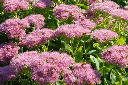 Sedum Brilliant (Live plant) Cacti , Succulents - Caribbean garden seed