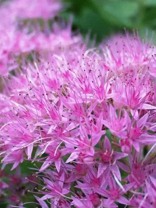 Sedum Brilliant (Live plant) Cacti , Succulents - Caribbean garden seed