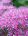 Sedum Brilliant (Live plant) Cacti , Succulents - Caribbean garden seed