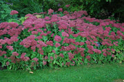 Sedum Brilliant (Live plant) Cacti , Succulents - Caribbean garden seed