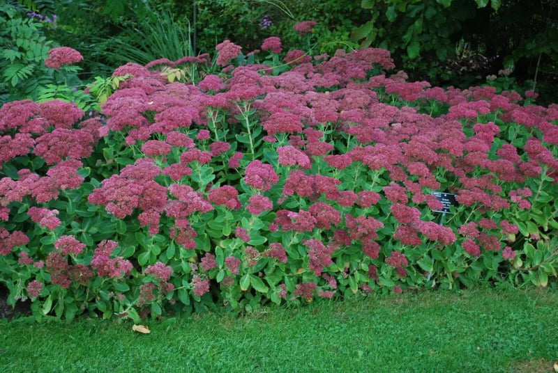 Sedum Brilliant (Live plant) Cacti , Succulents - Caribbean garden seed